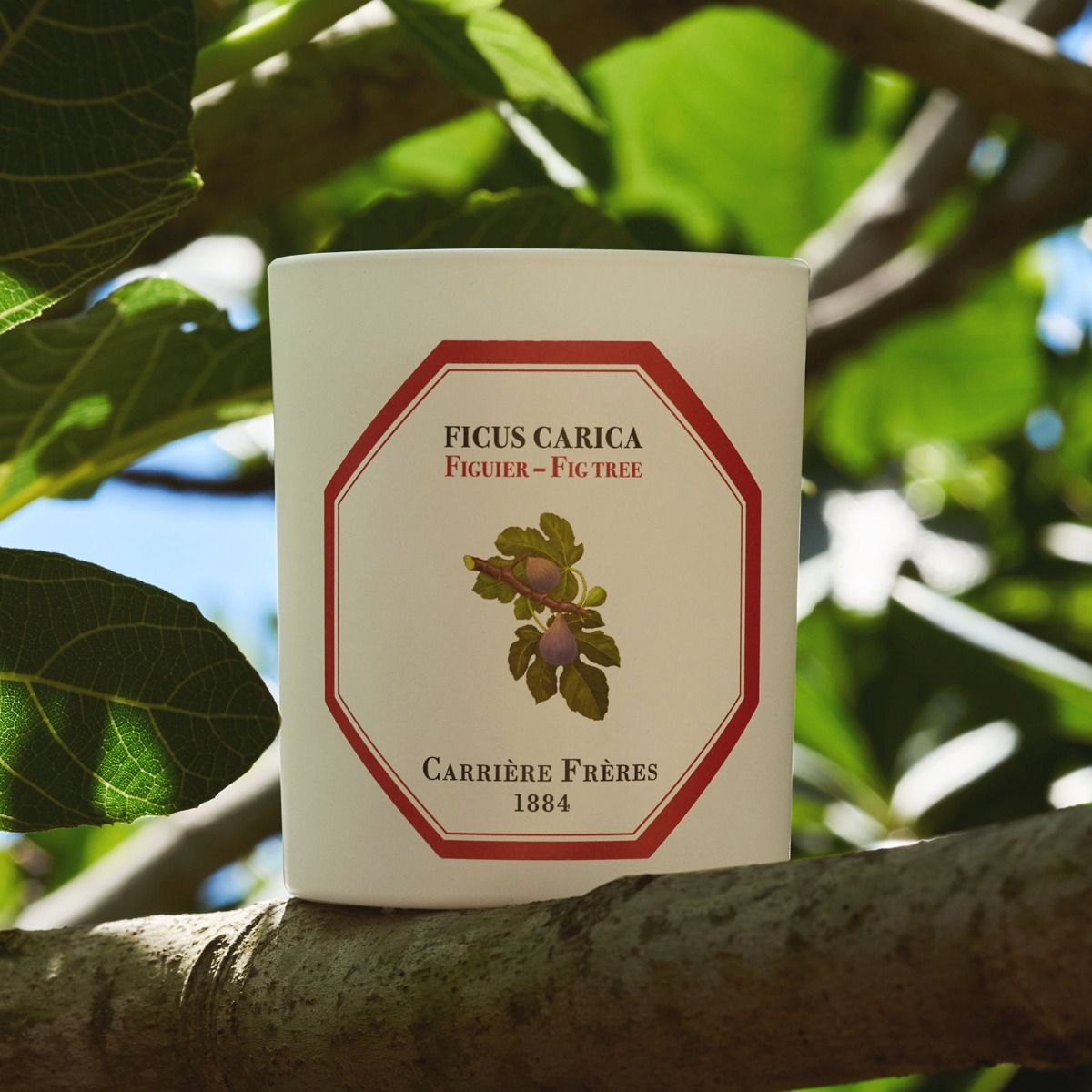 Fig Tree Candle 185g